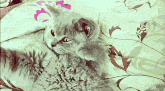a.gif