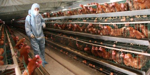 77 H7N9 Bird Flu Cases Confirmed In China