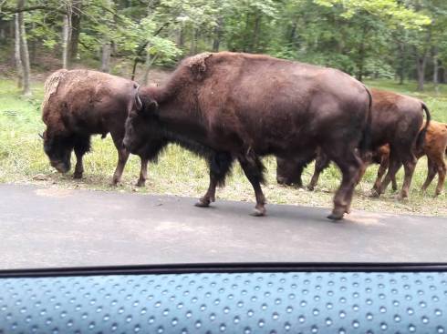 buffalo 2